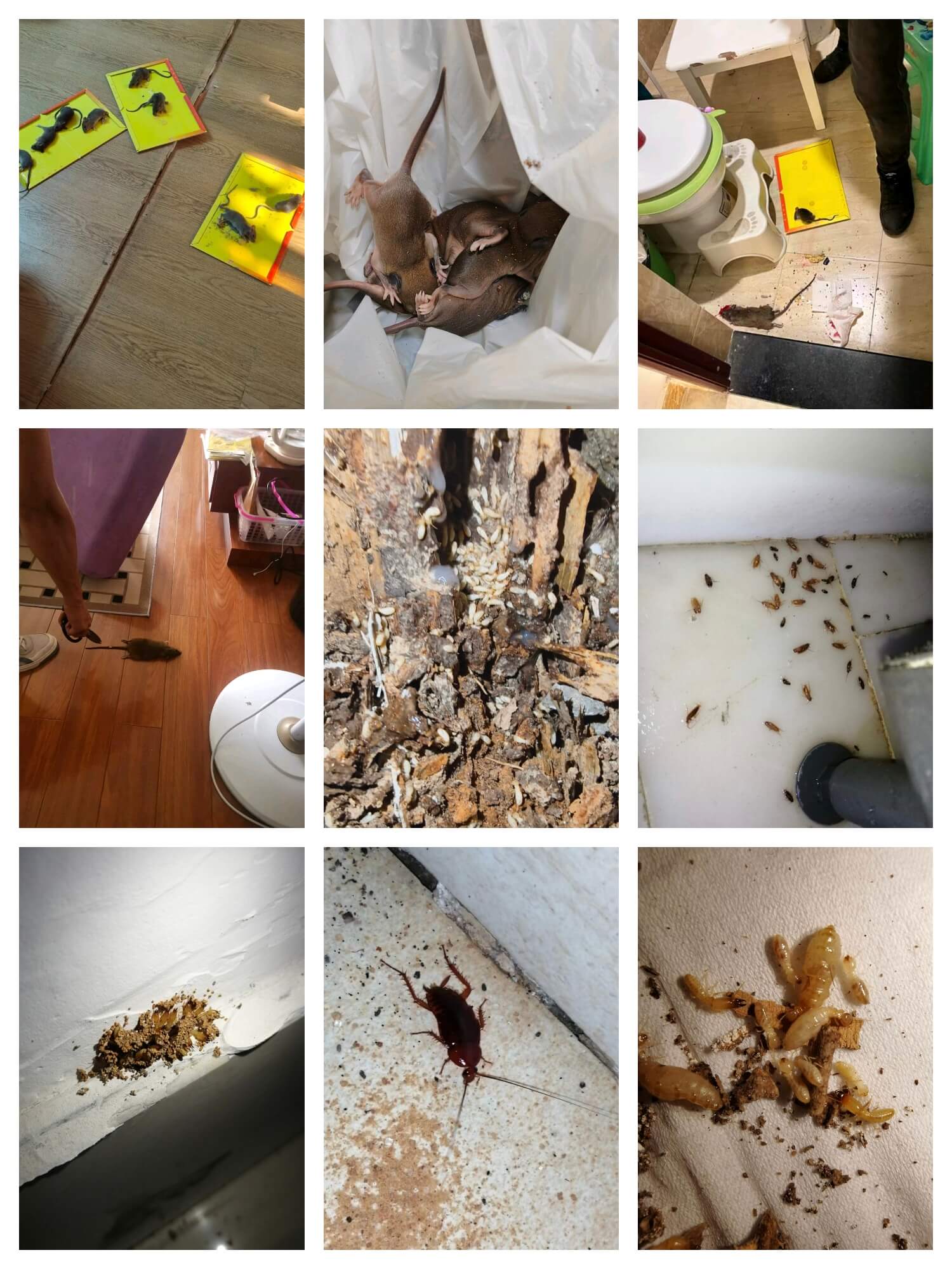 成都商铺防虫必读:白蚁防治与家庭常见虫害知识汇总