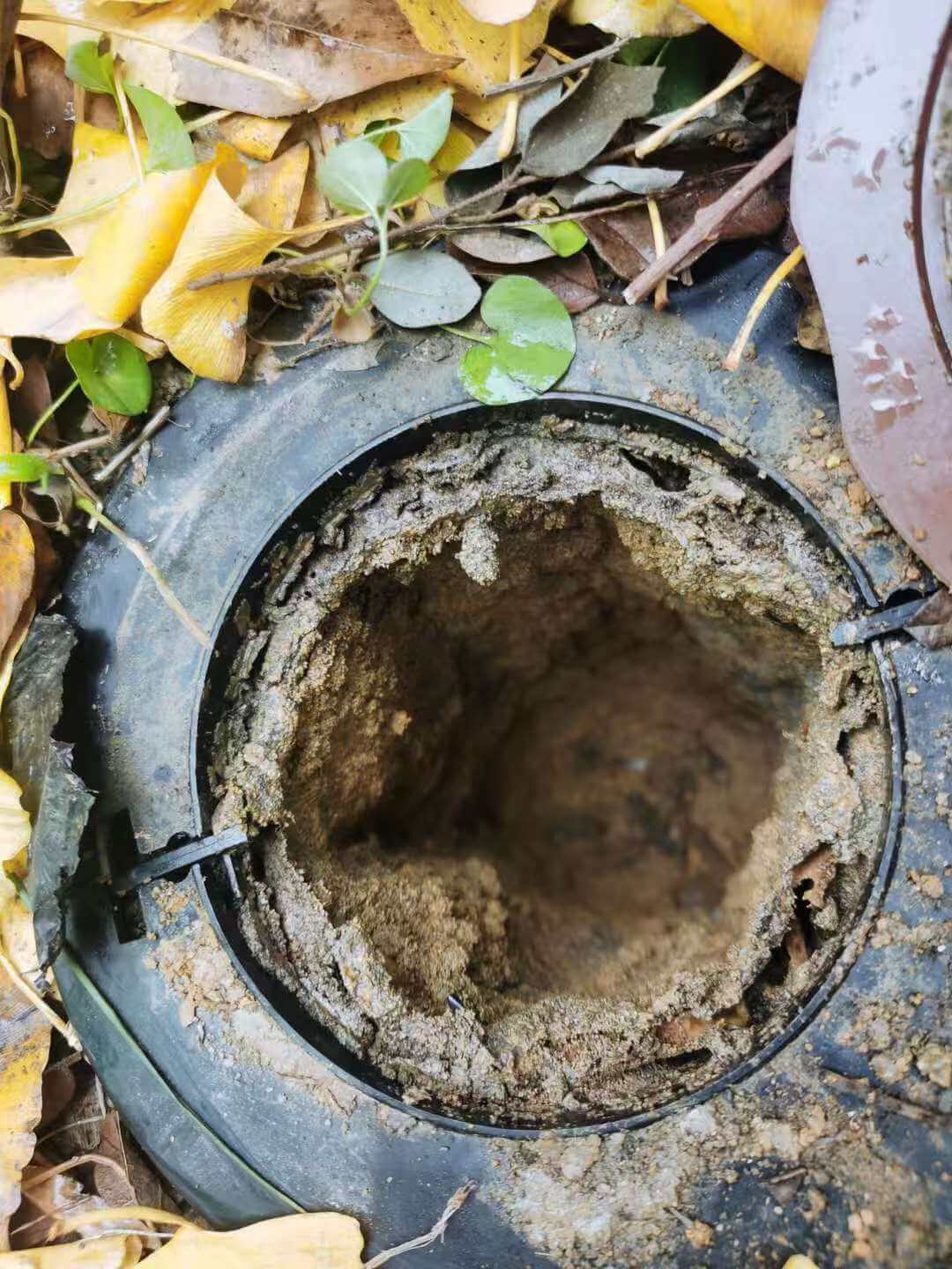 资阳简阳市白蚁灭杀|工厂医院学校白蚁综合治理